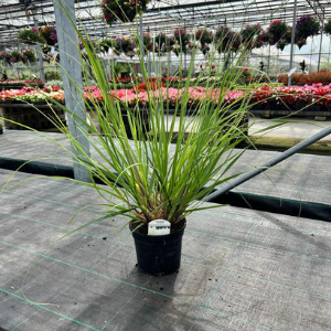 Cortaderia selloana 'Citaro'