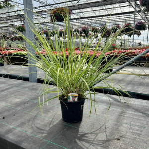 Cortaderia selloana 'Esperantha'