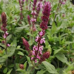 Salvia Caradonna Pink