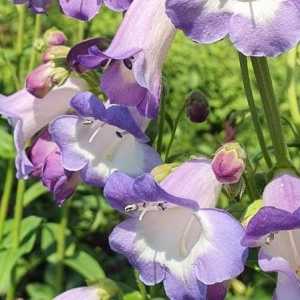 Penstemon Alice Hindley