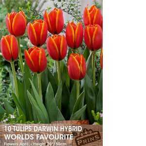 Tulip Bulbs Darwin Hybrid Worlds Favourite 10 per pack