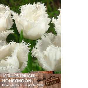 Tulip Bulbs Fringed Honeymoon 10 Per Pack