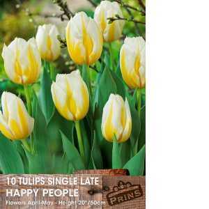 Tulip Bulbs Single Late Happy People 10 Per Pack