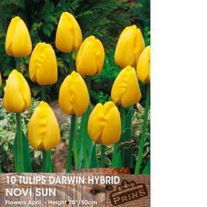 Tulip Bulbs Darwin Hybrid Novi Sun 10 Per Pack