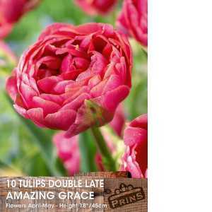 Tulip Bulbs Double Late Amazing Grace 10 Per Pack