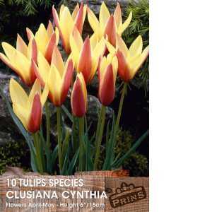 Tulip Bulbs Species Clusiana Cynthia 10 Per Pack