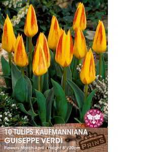 Tulip Bulbs Kaufmanniana Guiseppe Verdi 10 Per Pack