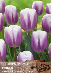 Tulip Bulbs Triumph Librije 10 Per Pack