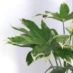 Fatsia japonica variegata Japanese Aralia (Variegated)