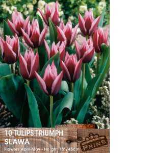 Tulip Bulbs Triumph Slawa 10 Per Pack