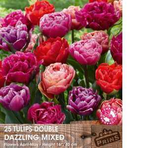 Tulips Double Late Dazzling Mixed 25 Per Pack