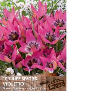 Tulip Bulbs Species Little Beauty10 Per Pack