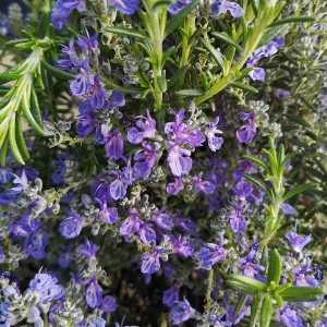 Rosmarinus officinalis 'Pat Vlasto'