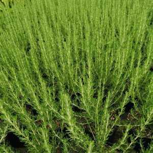 Rosmarinus Officinalis Majorca Pink
