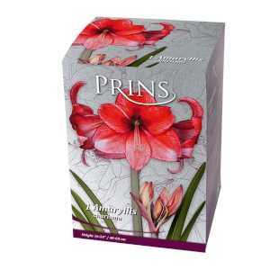 Royal Amaryllis Charisma Gift Boxed Bulb 1 Per Pack