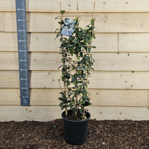 Trachelospermum Jasminoides Frame 1-1.2M