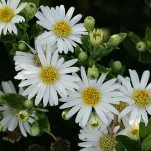 Aster Ageratoides Starshine (Michaelmas Daisy)