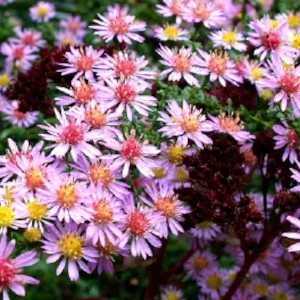 Aster Ericoides Lovely (Michaelmas Daisy)