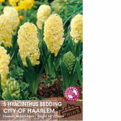 Hyacinth Bedding City of Haarlem Bulbs 5 Per Pack