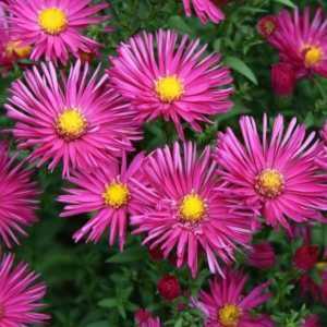 Aster Novi-Belgii Crimson Brocode (Michaelmas Daisy)