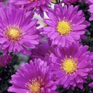 Aster Novi-Belgii Sarah Ballard (Michaelmas Daisy)