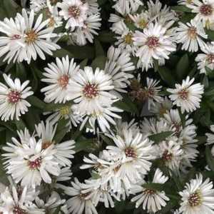 Aster Novi-Belgii White Ladies ( Michaelmas Daisy)