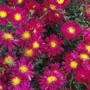 Aster Novi-Belgii Winston Churchill (Michaelmas Daisy)