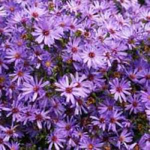 Aster Novi-Belgii x Cordifolius Treffpunkt (Michaelmas Daisy)