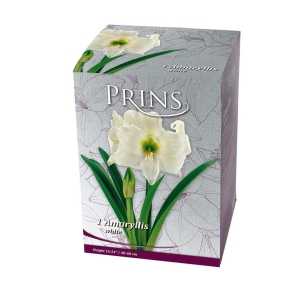 Royal Amaryllis White Boxed Bulb 1 Per Pack