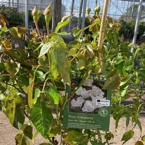 Annapurna Hybrid Tea Rose