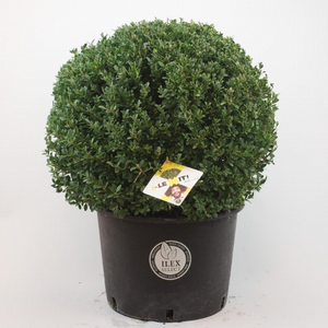 Ilex Crenata Dark Green Ball