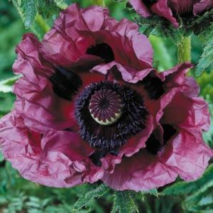 Papaver or. 'Pattys Plum'