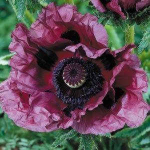 Papaver or. 'Pattys Plumb'