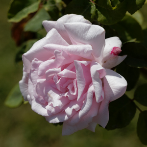 Kathleen Harrop Climbing Rose