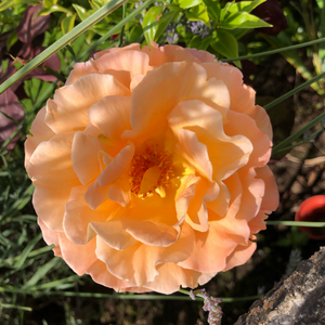 Lady Hillingdon Climbing Rose