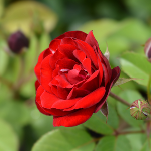 Lest We Forget Floribunda Rose