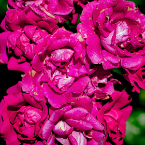Lets Celebrate Floribunda Rose