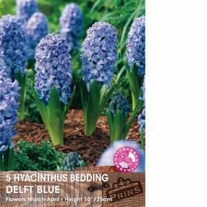 Hyacinth Bedding Delft Blue Bulbs 5 Per Pack