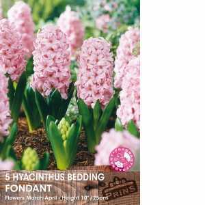 Hyacinth Bedding Fondant Bulbs 5 Per Pack