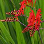 Crocosmia 