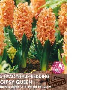 Hyacinth Bedding Gipsy (Gypsy) Queen Bulbs 5 Per Pack