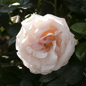 Aphrodite Hybrid Tea Rose
