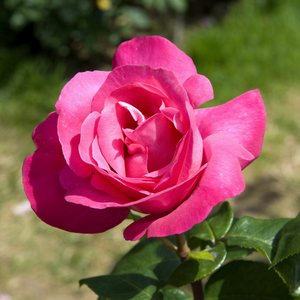 Buxom Beauty Hybrid Tea Rose