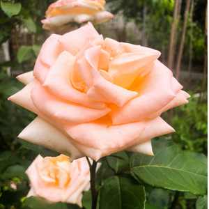 Diamond Jubilee Hybrid Tea Rose