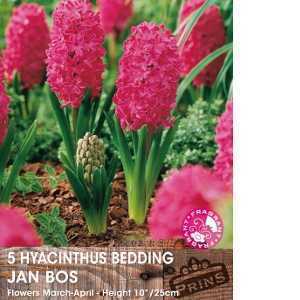 Hyacinth Bedding Jan Bos Bulbs 5 Per Pack