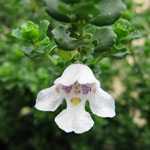 Prostrantha Cuneata (Alpine Mint Bush)