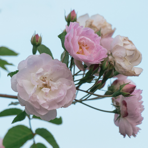 Maiden's Blush Shrub Rose