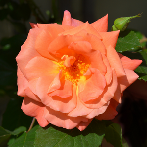 Westerland Shrub Rose