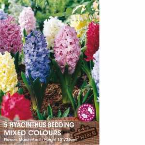 Hyacinth Bedding Mixed Bulbs 5 Per Pack