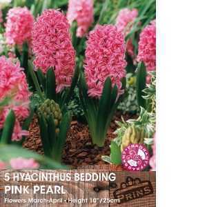 Hyacinth Bedding Pink Pearl Bulbs 5 Per Pack